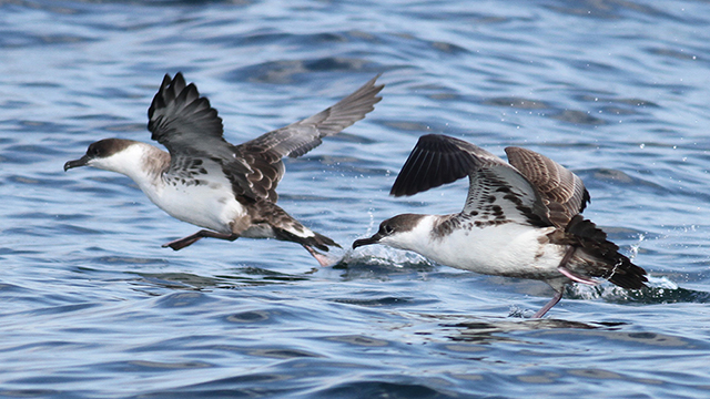 two great shearwaters flying above the water