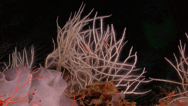 deep-sea coral
