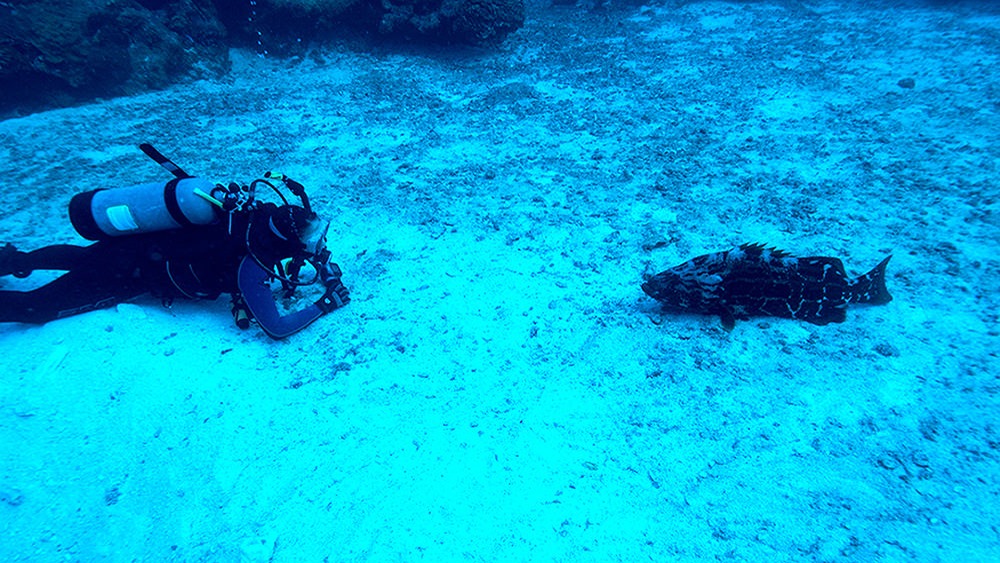Left to right: A diver laying flat in the sand in a black wetsuit and a gray tank on their back facing a dark spotted grouper in Flower Garden Banks National Marine Sanctuary.