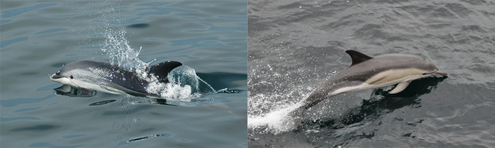 atlantic white-sided dolphin at left and common dolphin at right