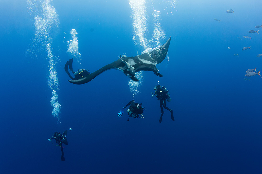 divers underwater with a manta ray