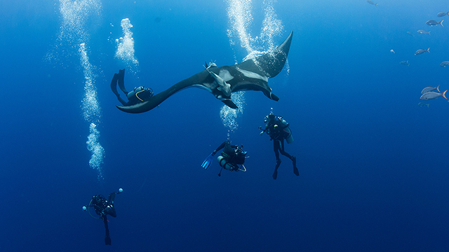 divers with a manta ray