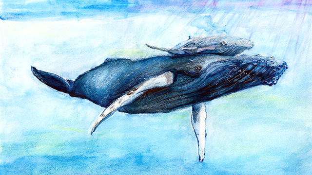 drawing of humpback whale and calf