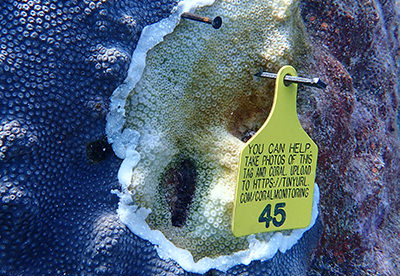 tag on diseased coral