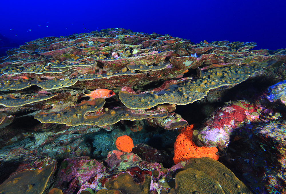 invertebrates hiding in orbicella coral