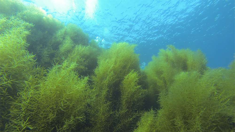 sargassum horneri
