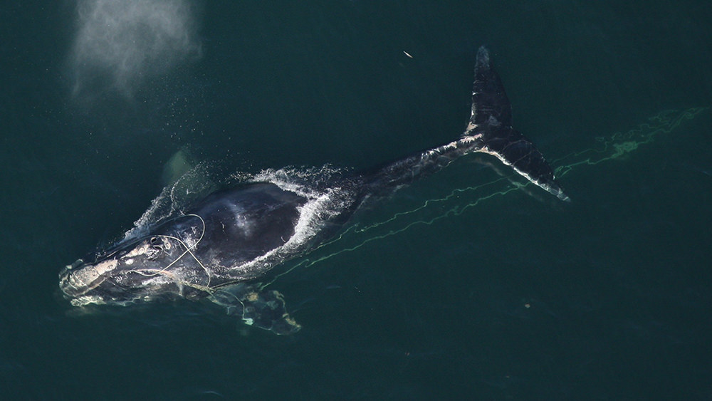 entangled right whale