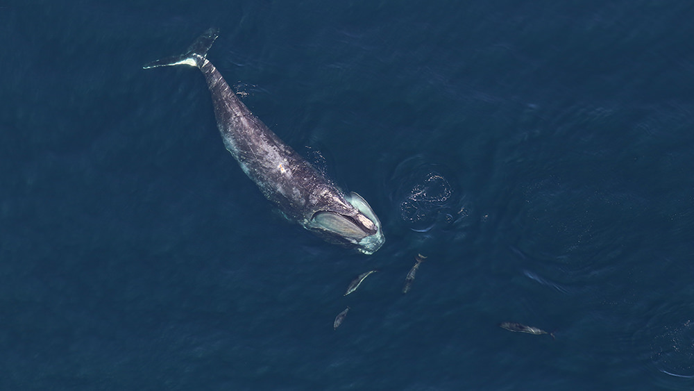 right whale feeding near dolphins