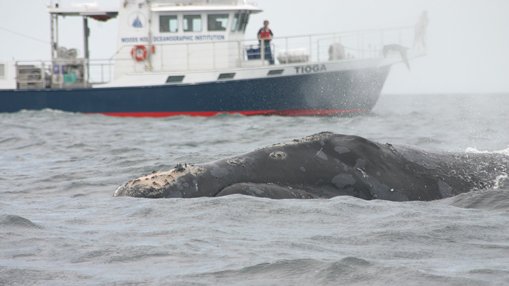 right whale surfacing in front of a research vessel