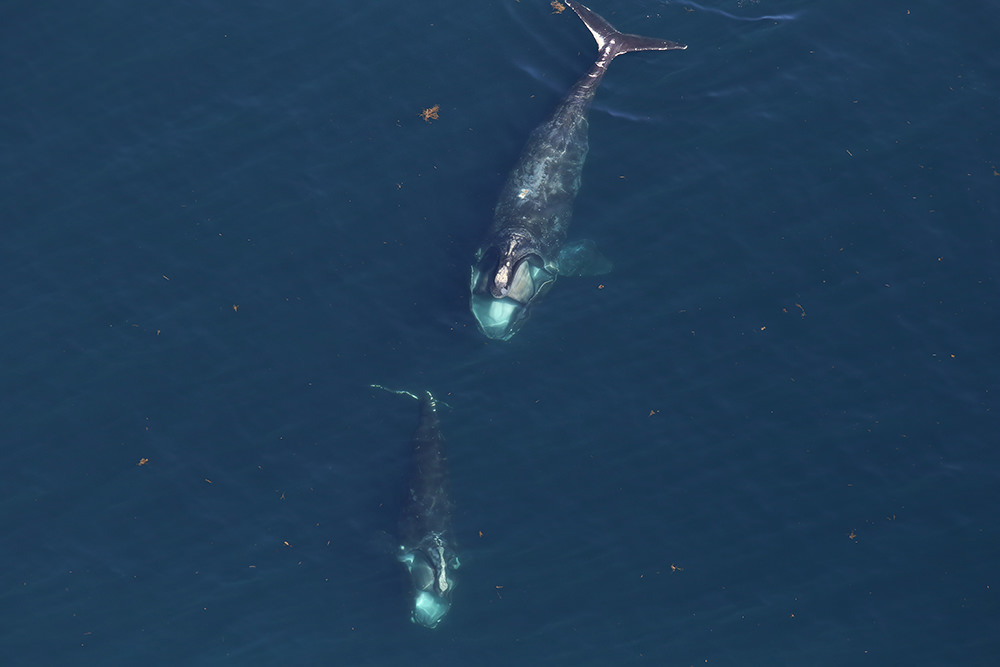two whales feeding