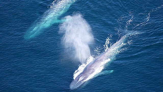 aerial photo of two blue whales swimming near the surface