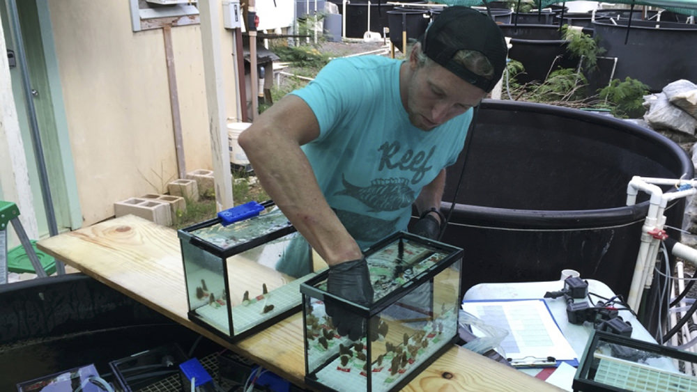 michael fox reaches into a fish tank with coral samples