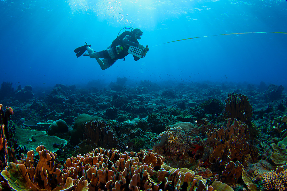michael fox diving above a colorful coral reef