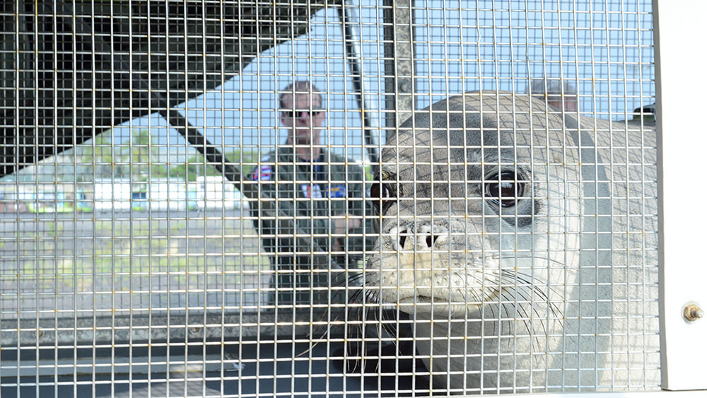 a hawaiian monk seal looks through a wire enclosure