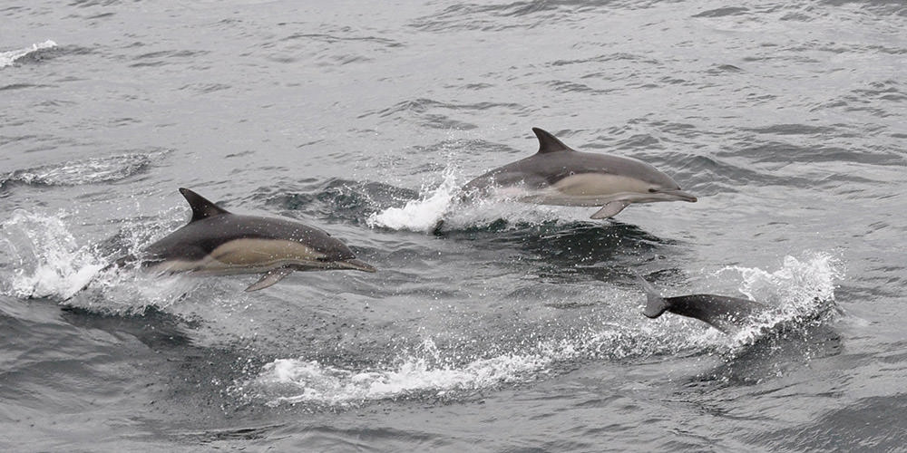 common dolphins swimming
