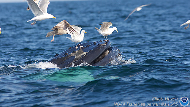 seagulls landing on humpback whale