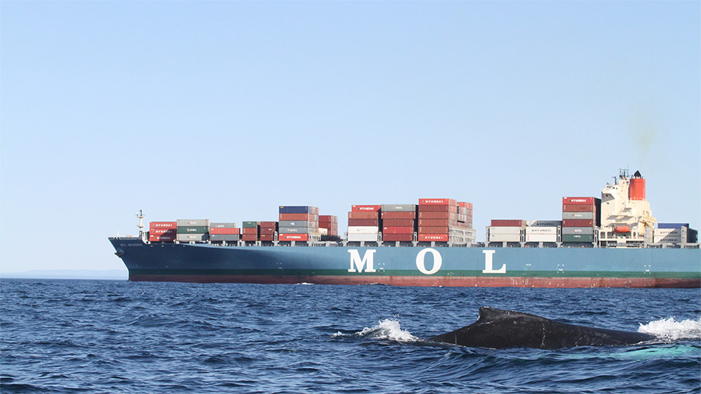 a whale surfaces with a cargo ship in the background