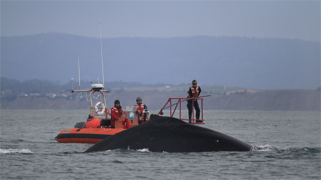 researchers in a small boat tag a whale