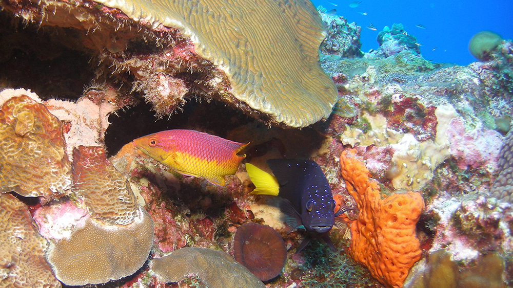 fish swim around coral