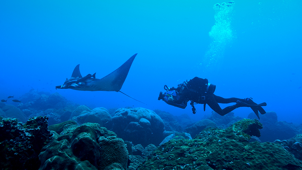 a diver photographs a manta ray