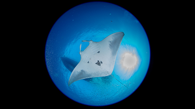 the underside of a manta ray