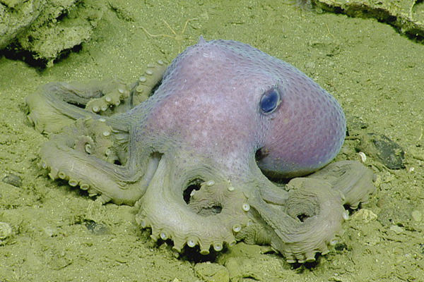 light purple octopus