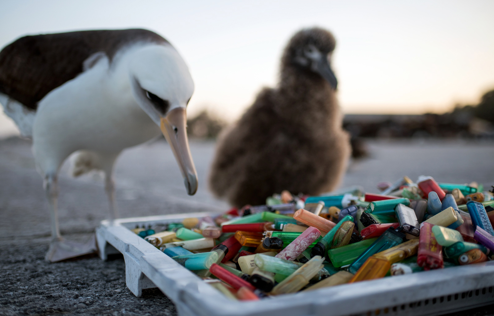 a laysan albatross contemplating a pan of plastic lighters