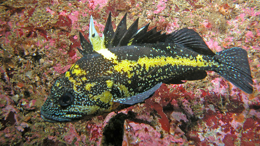 a yellow and black china rockfish
