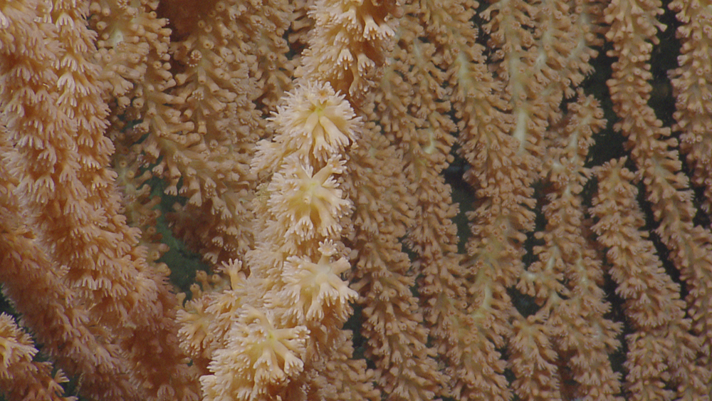 bamboo coral
