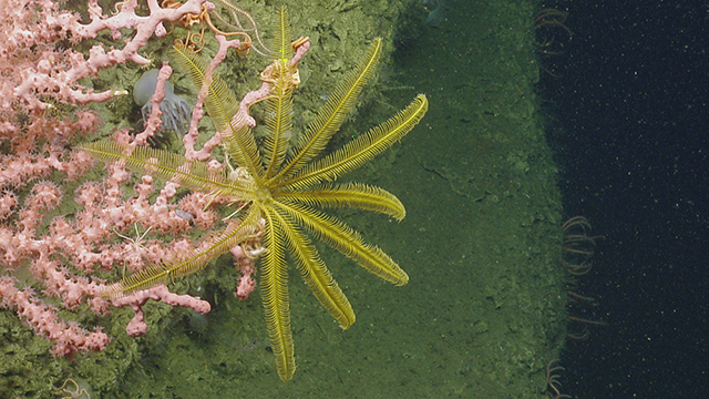 a deep-sea crinoid and bamboo coral attached to a muddy ledge