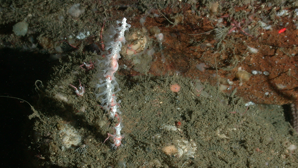 a small white whip-like gorgonian coral