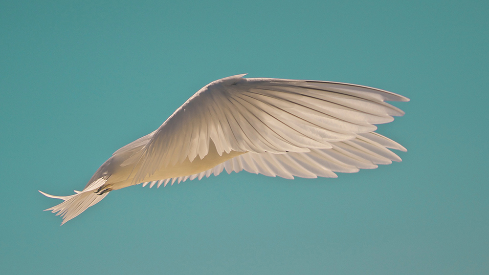 a white tern in flight