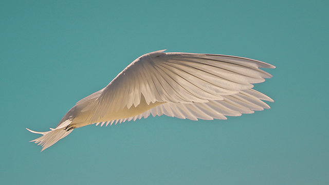 white tern in flight