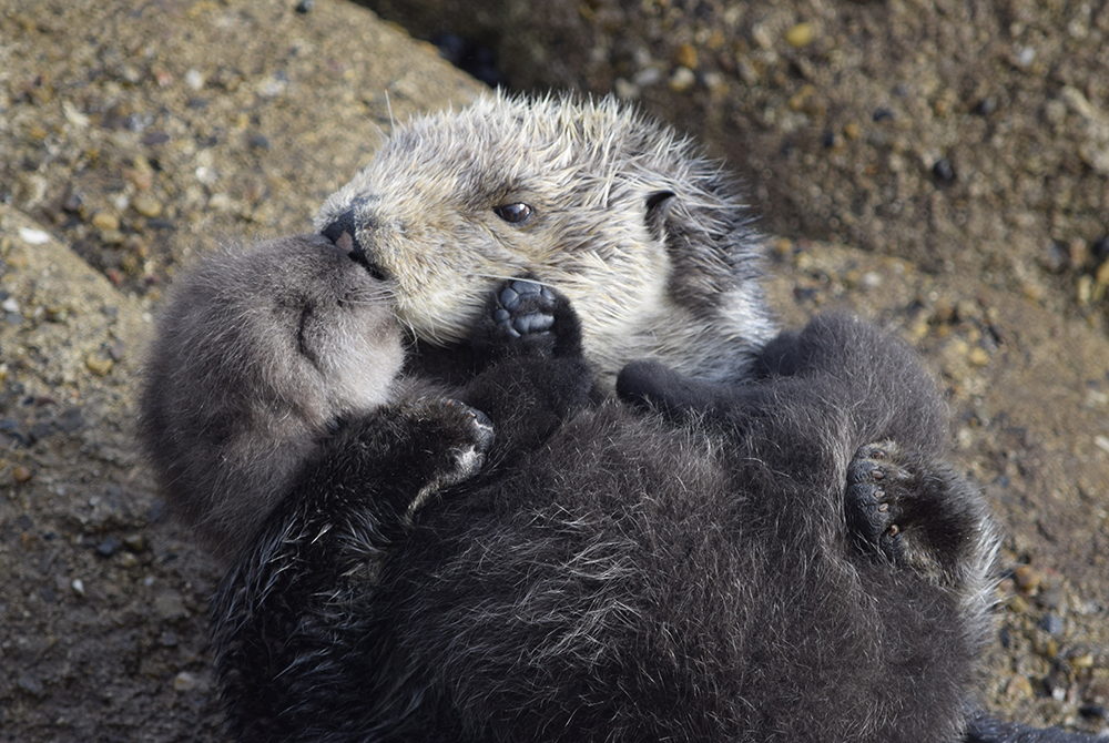 a sea otter mother cuddling her pup