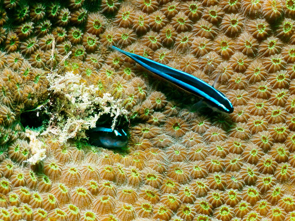 cleaner gobies swimming over star coral