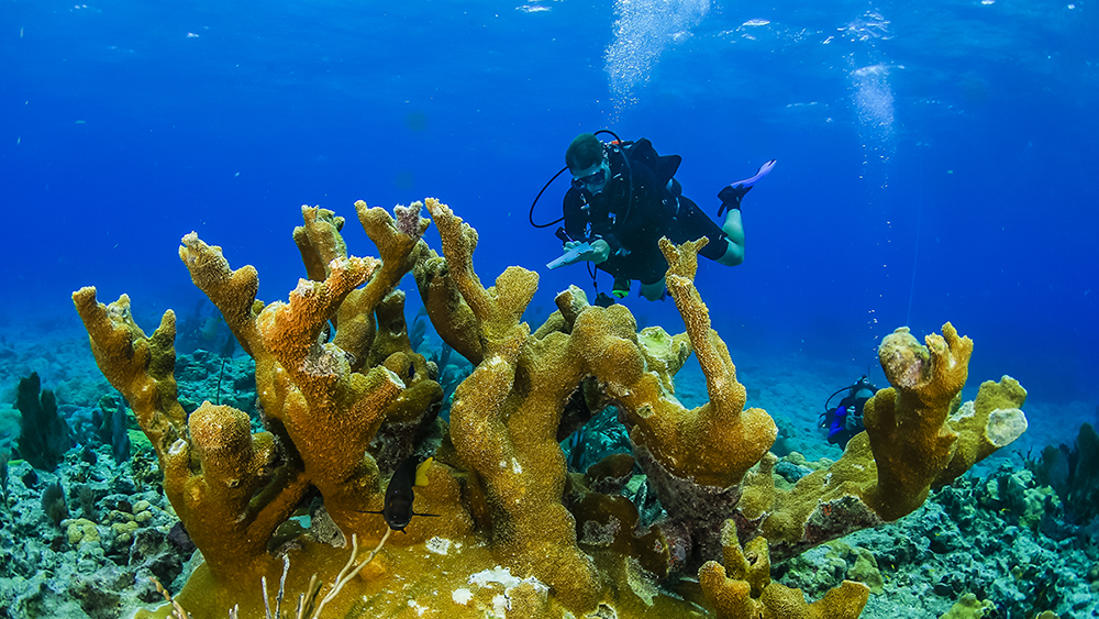 science diver surveying coral
