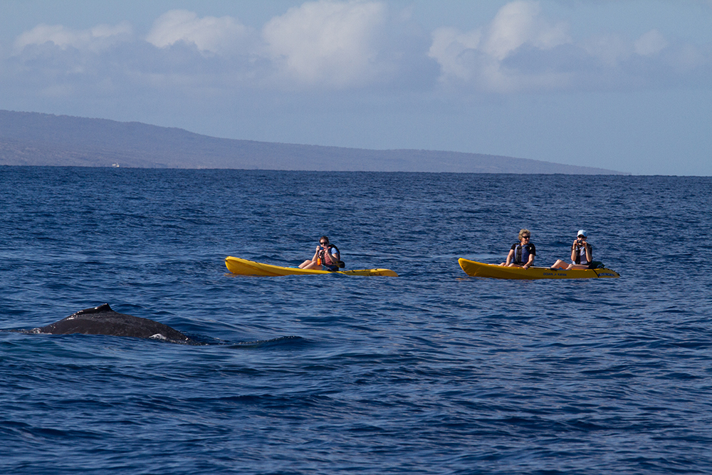 kayakers closely approaching a humpback whale