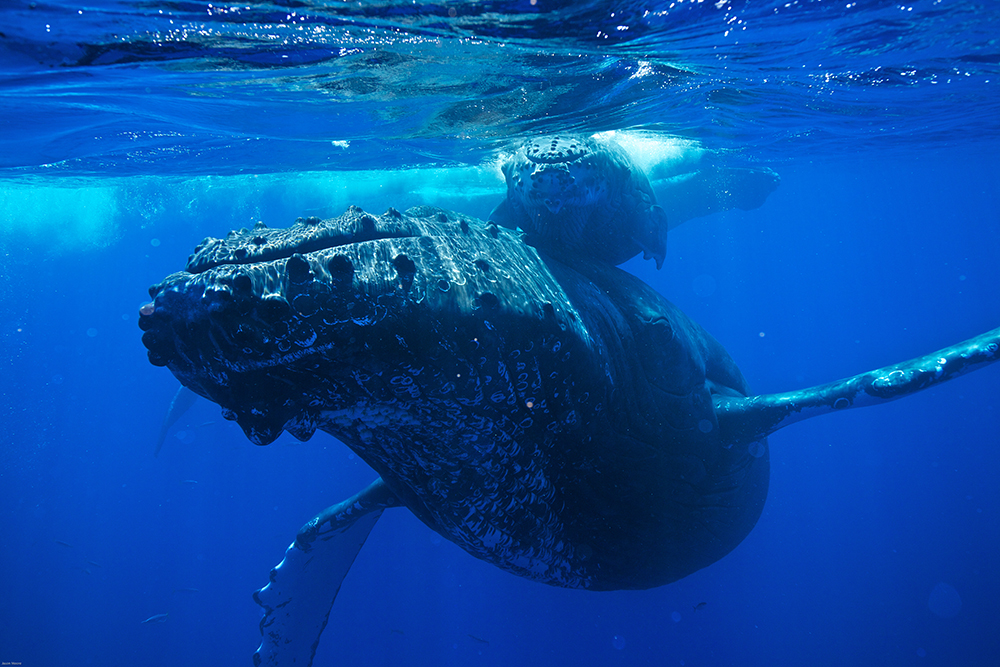 humpback whale mother and calf underwater
