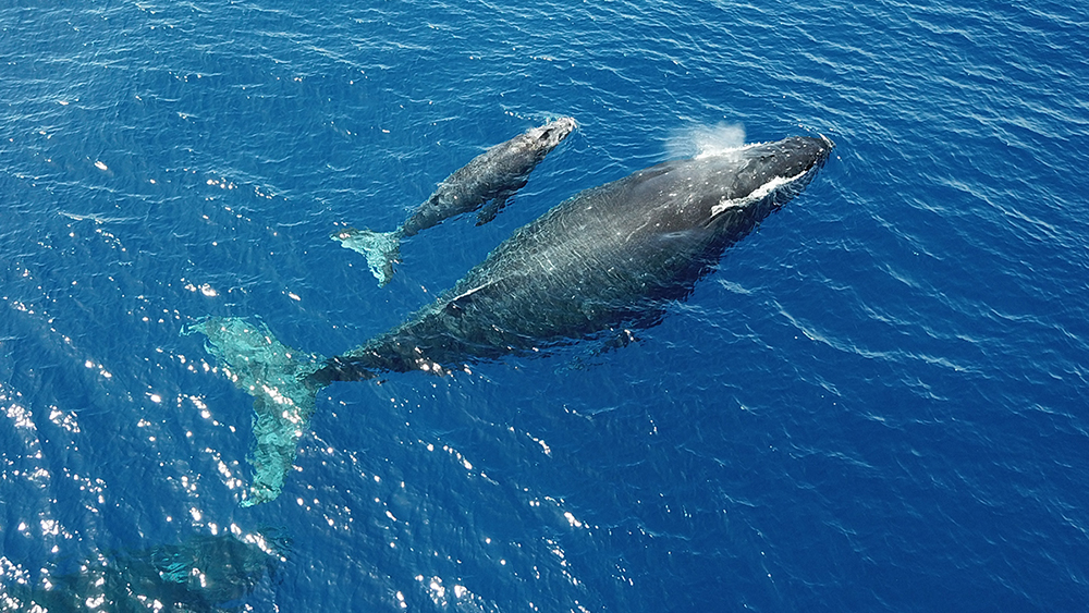 aerial photo of humpback whale mother and calf