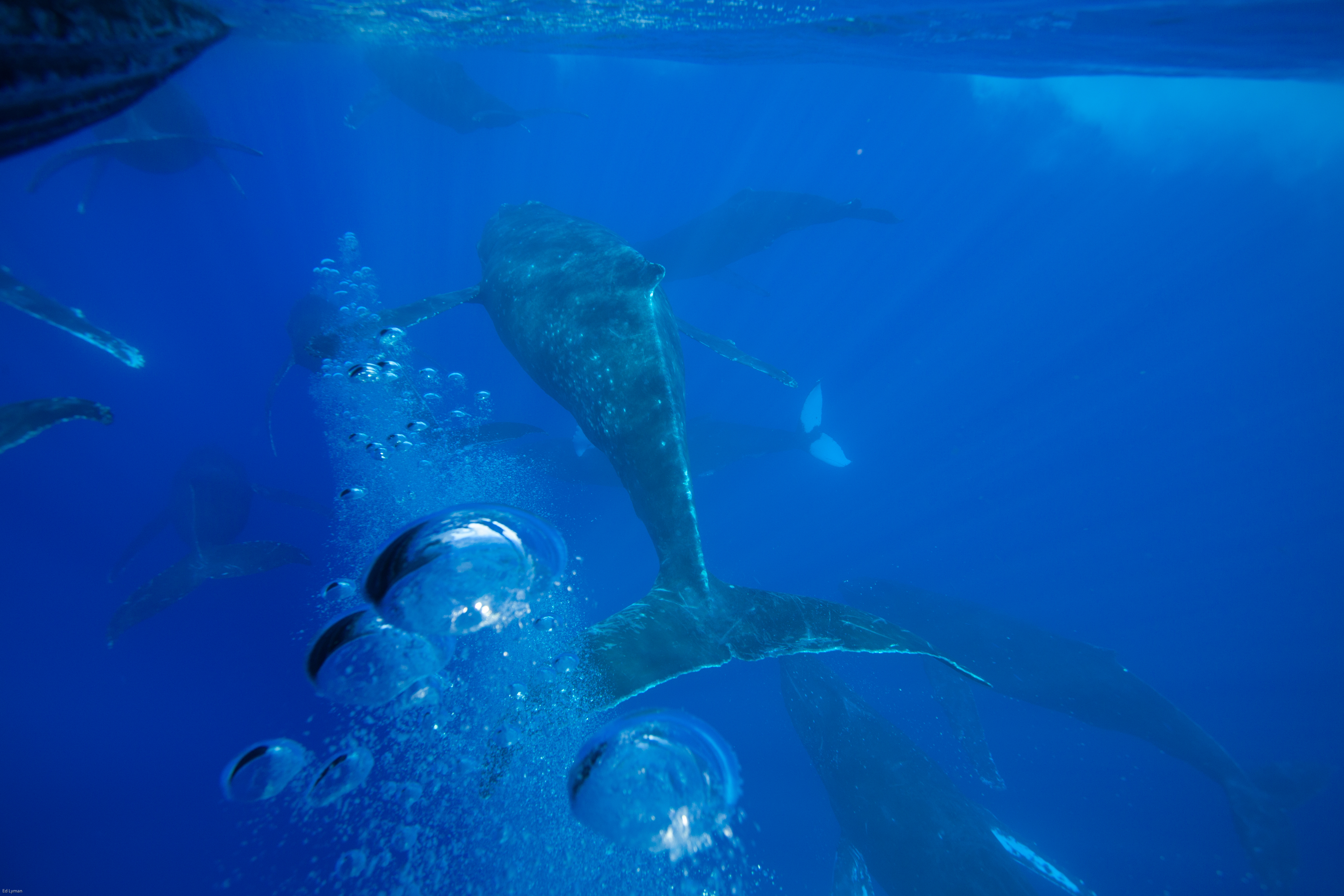humpback whales underwater