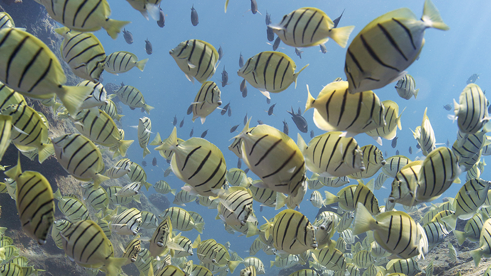 convict tangs swimming