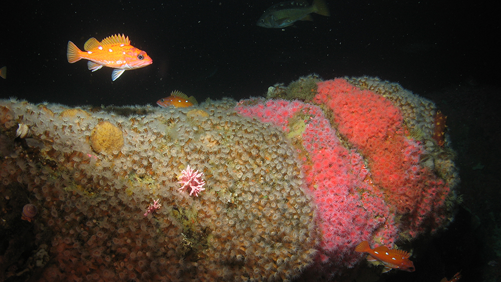 rosy rockfish swimming over anemones