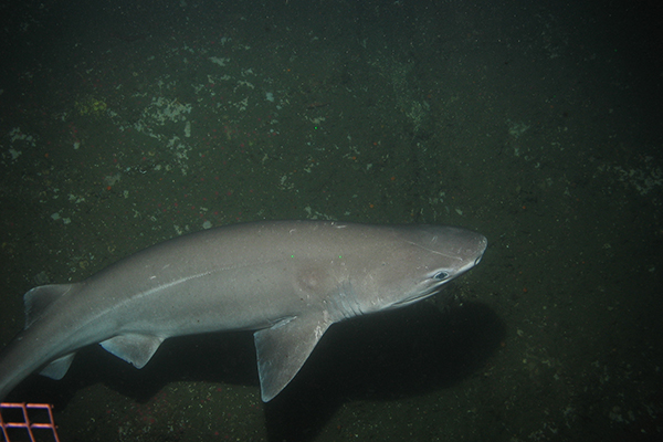 sixgill shark