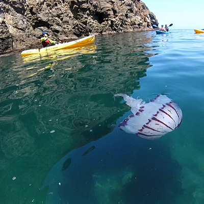 a jelly floating near kayakers
