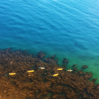 kayakers paddling over kelp forest