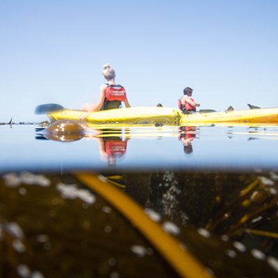 kayakers resting above a kelp forest