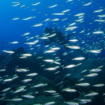 diver and mackerel scad