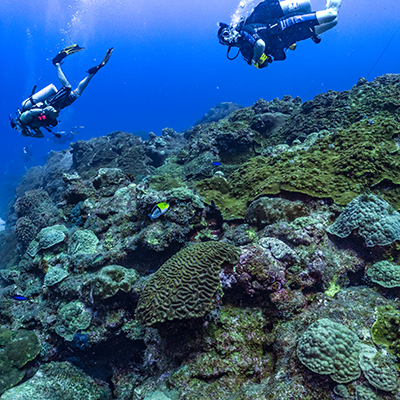 divers over a coral reef