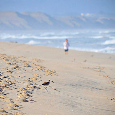 jogger and curlew on beach