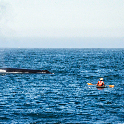 kayaker near a whale